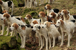 Foxhound studies by Betty Fold Gallery